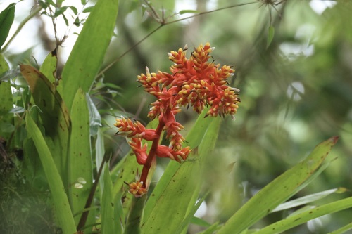 Guzmania multiflora, photograph 4