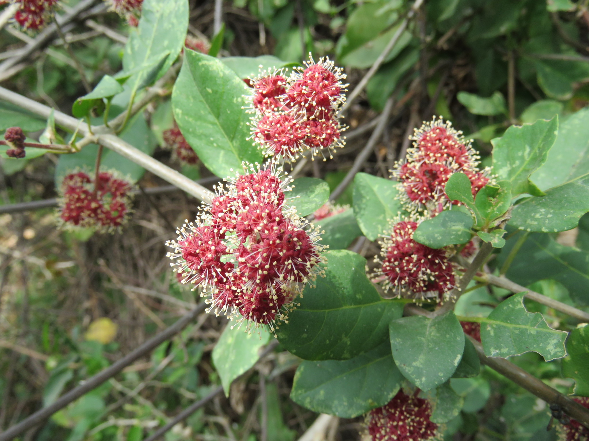 Pisonia capitata