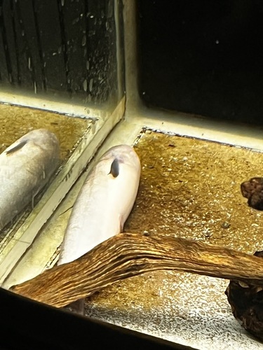 Candiru whale catfish (Cetopsis candiru) — Cetopsidae — 3