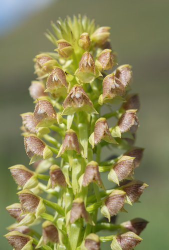 Big Bonnet (Pterygodium magnum)