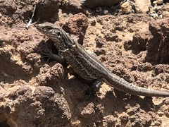 Gallotia galloti galloti