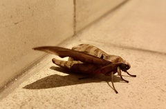 Daphnusa ocellaris