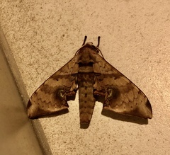 Daphnusa ocellaris