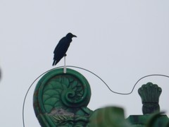 Corvus macrorhynchos