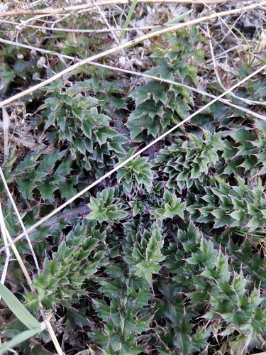 Spiny Plumeless Thistle (Carduus acanthoides)