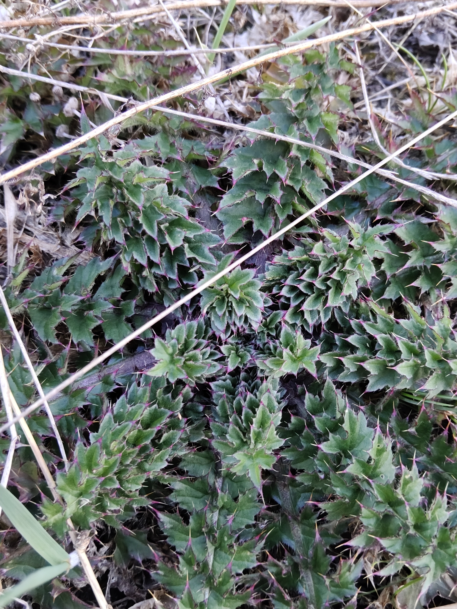 Spiny Plumeless Thistle (Carduus acanthoides)