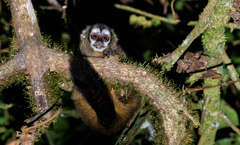 Aotus lemurinus