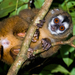 Colombian Night Monkey - Photo (c) David Monroy R, some rights reserved (CC BY-NC), uploaded by David Monroy R