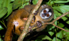 Colombian Night Monkey - Photo (c) David Monroy R, some rights reserved (CC BY-NC), uploaded by David Monroy R