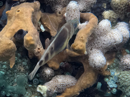 Hypoplectrus puella