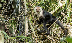 Cebus capucinus