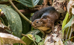 Sciurus pucheranii
