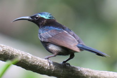 Leptocoma calcostetha