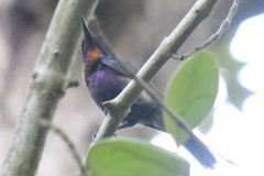 Leptocoma calcostetha