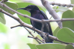 Leptocoma calcostetha