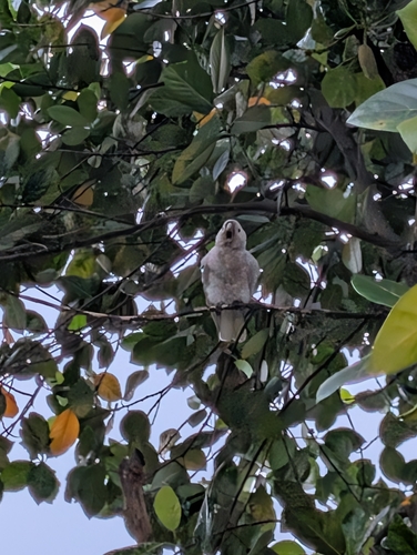 Tanimbar Corella (Cacatua goffiniana), photo 3