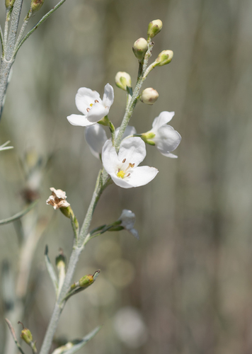 Common Otterbush (Gomphostigma virgatum)