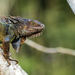 Iguana iguana iguana - Photo (c) David Monroy R,  זכויות יוצרים חלקיות (CC BY-NC), הועלה על ידי David Monroy R