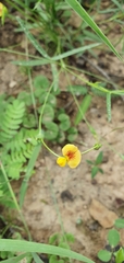 Zornia dyctiocarpa