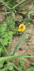 Zornia dyctiocarpa