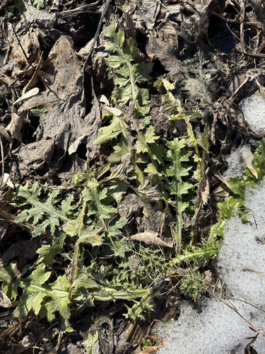 Curly Plumeless Thistle (Carduus crispus)