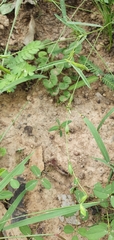 Zornia dyctiocarpa