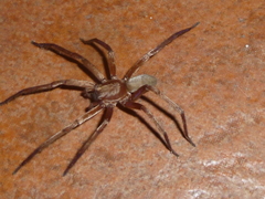 Asthenoctenus borellii