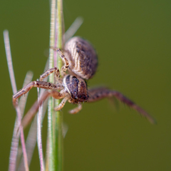 Xysticus
