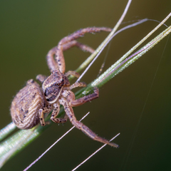 Xysticus