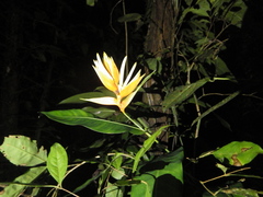 Heliconia aurantiaca