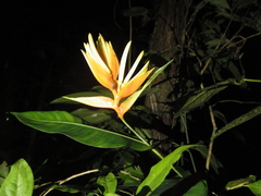 Heliconia aurantiaca