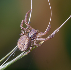 Xysticus