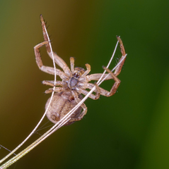 Xysticus