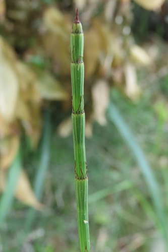 Branched scouringrush (Equisetum ramosissimum)