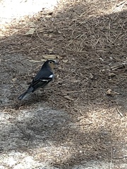 Fringilla coelebs canariensis
