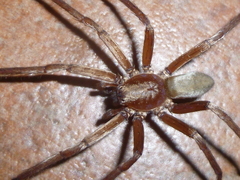 Asthenoctenus borellii