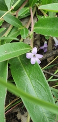 Eremophila debilis