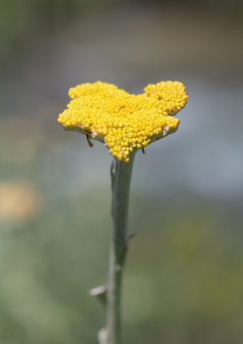 Woolly Umbrella Everlasting (Helichrysum umbraculigerum)