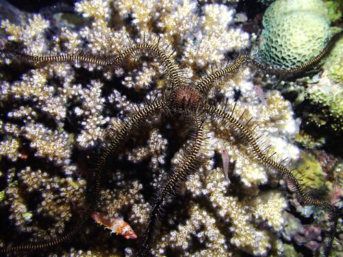 Ophiomastix janualis observed 2026-03-22