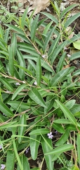Eremophila debilis