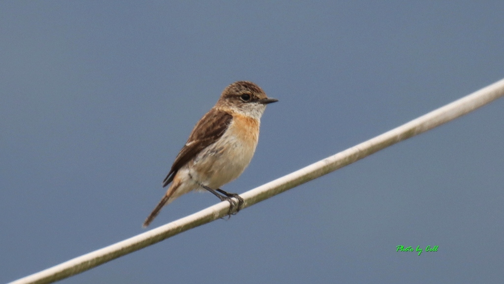 Stejneger's Stonechat