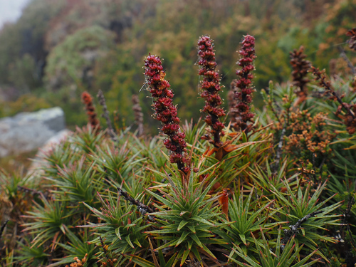 scoparia (Richea scoparia)