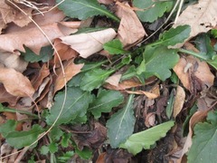 Leucanthemum × superbum