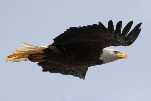 Bald Eagle photographed in Virginia
