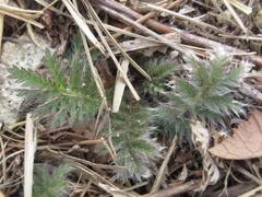 Potentilla chinensis