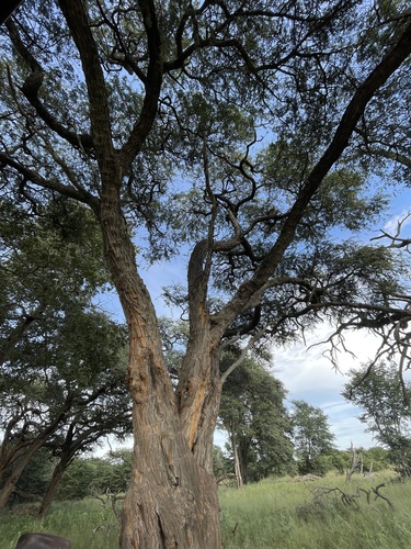 Camel Thorn (Vachellia erioloba)