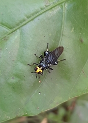 Cyphomyia