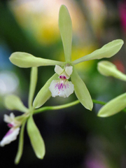 Encyclia profusa