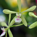 Encyclia profusa - Photo (c) A. R., some rights reserved (CC BY-NC-SA), uploaded by A. R.