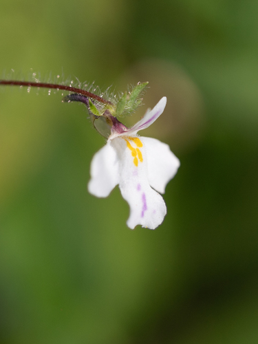 Dwarf Koenana (Diclis reptans)